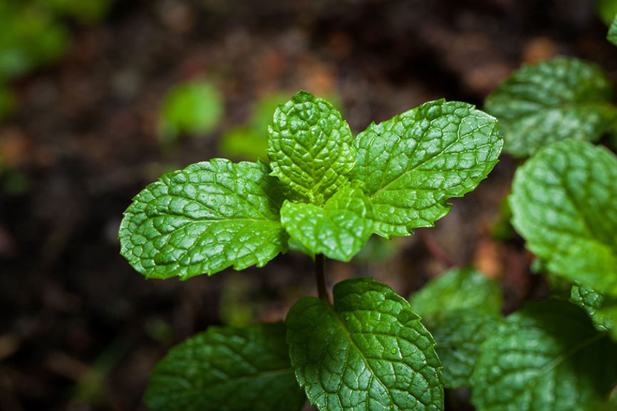 Mint