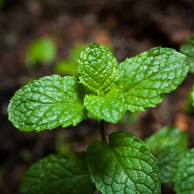 Mint